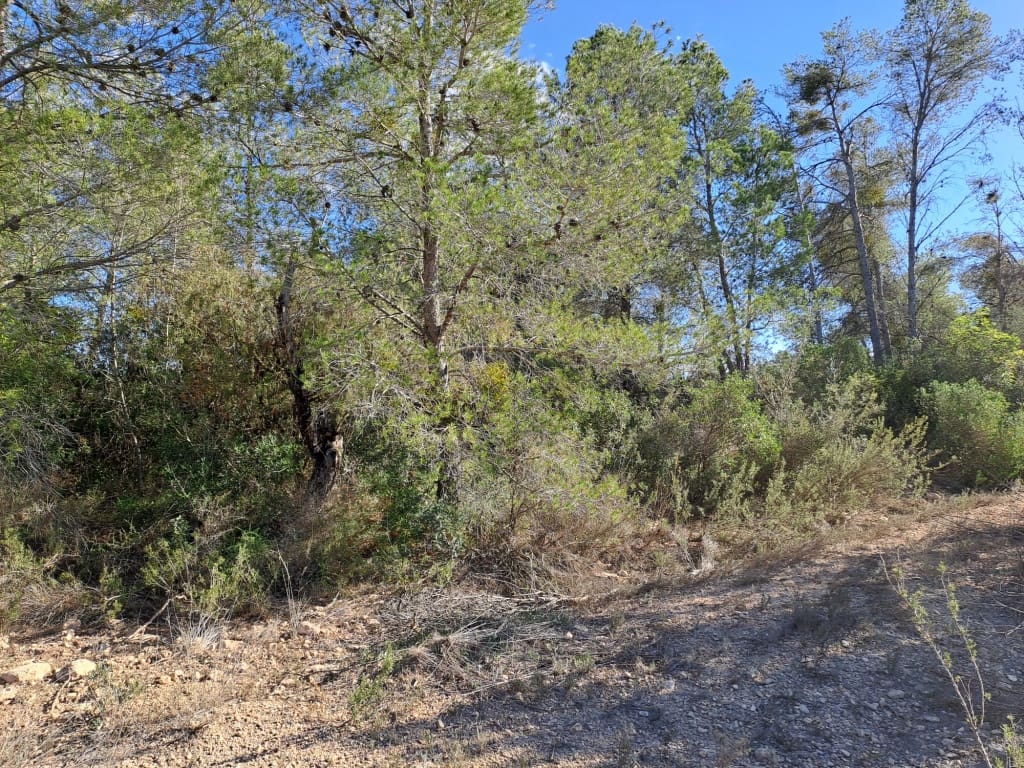 Finca/Landhuis te koop in Asco - € 8.000 (Ref: 8088180)