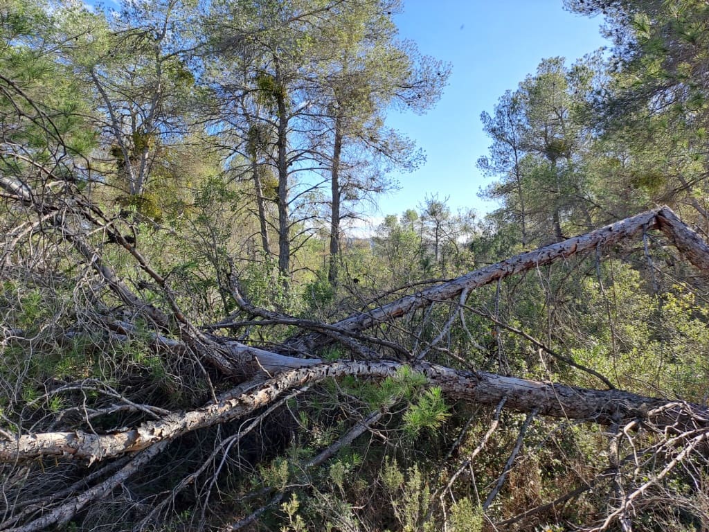 Finca/Landhuis te koop in Asco - € 8.000 (Ref: 8088180)