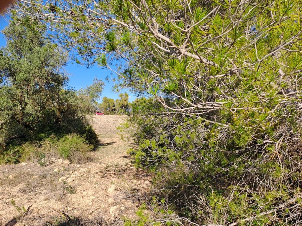 Finca/Landhuis te koop in Asco - € 8.000 (Ref: 8088180)