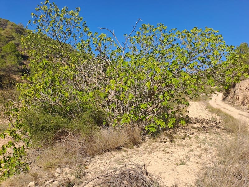 Finca/Landehus til salg i Corbera d'Ebre - € 35.000 (Ref: 8626113)