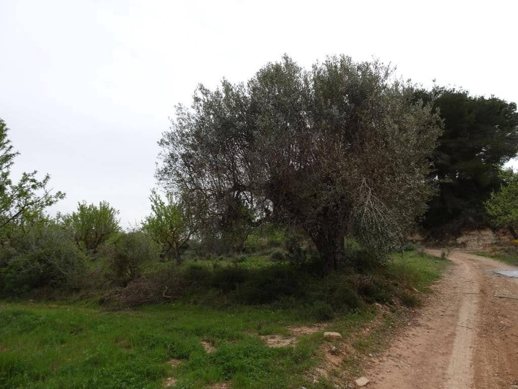 Finca/Landhuis te koop in Corbera d'Ebre - € 12.000 (Ref: 9417804)