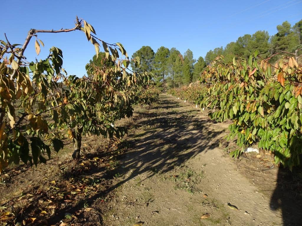 Finca/Landehus til salg i Vinebre - € 17.000 (Ref: 9417805)