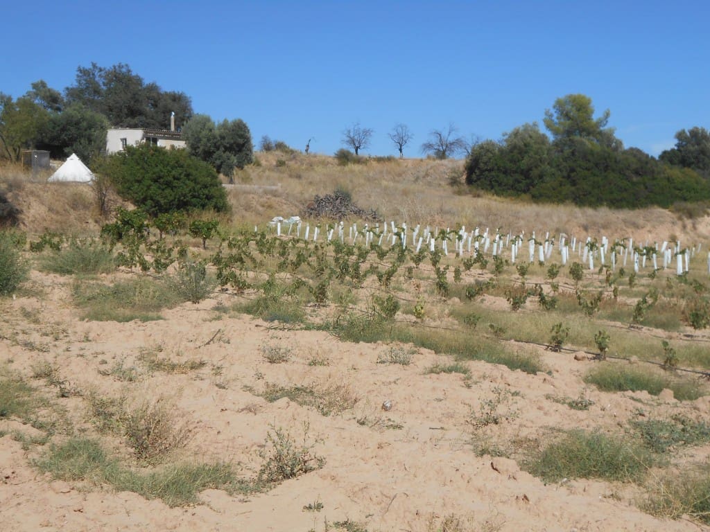 Finca/Landhuis te koop in Asco - € 54.000 (Ref: 9417806)