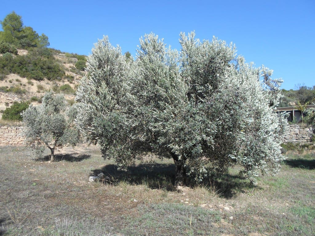 Finca/Landhuis te koop in Corbera d'Ebre - € 18.000 (Ref: 9417807)