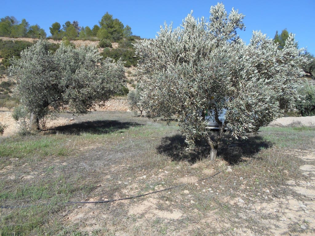Finca/Landhuis te koop in Corbera d'Ebre - € 18.000 (Ref: 9417807)