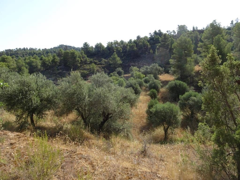 Finca/Country House for sale in La Torre de l'Espanyol - € 18,000 (Ref: 9417808)