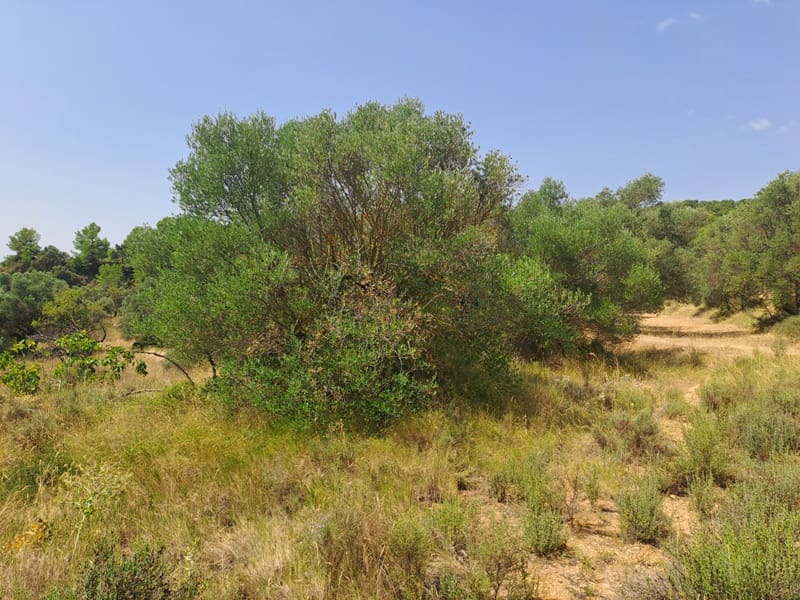 Finca/Country House for sale in Gandesa - € 9,000 (Ref: 9417809)