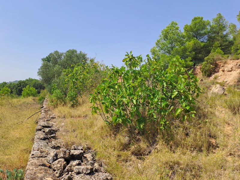Finca/Country House for sale in Gandesa - € 9,000 (Ref: 9417809)
