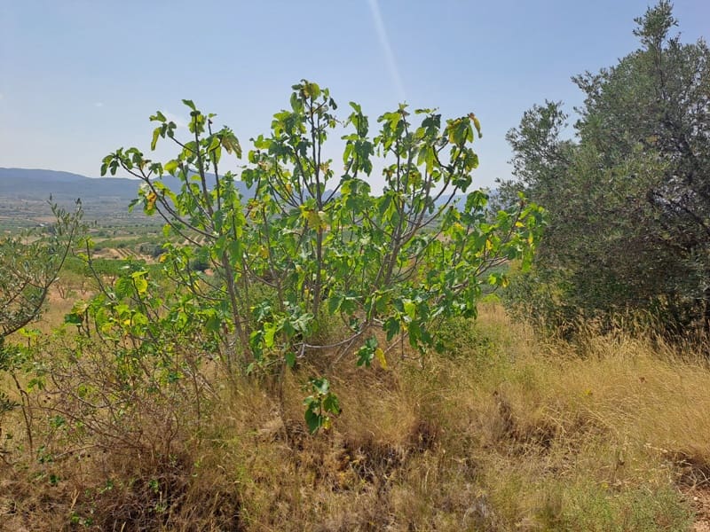 Finca/Country House for sale in Gandesa - € 9,000 (Ref: 9417809)