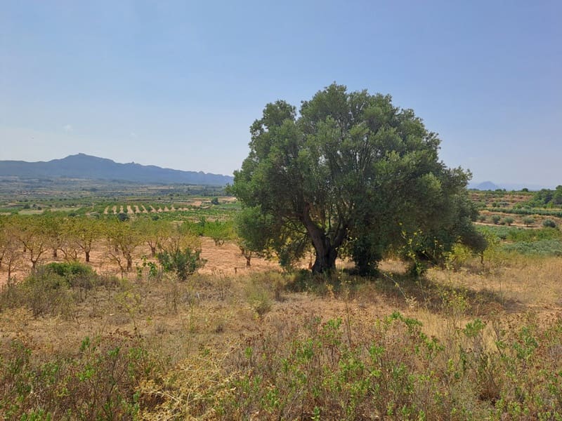 Finca/Country House for sale in Gandesa - € 9,000 (Ref: 9417809)