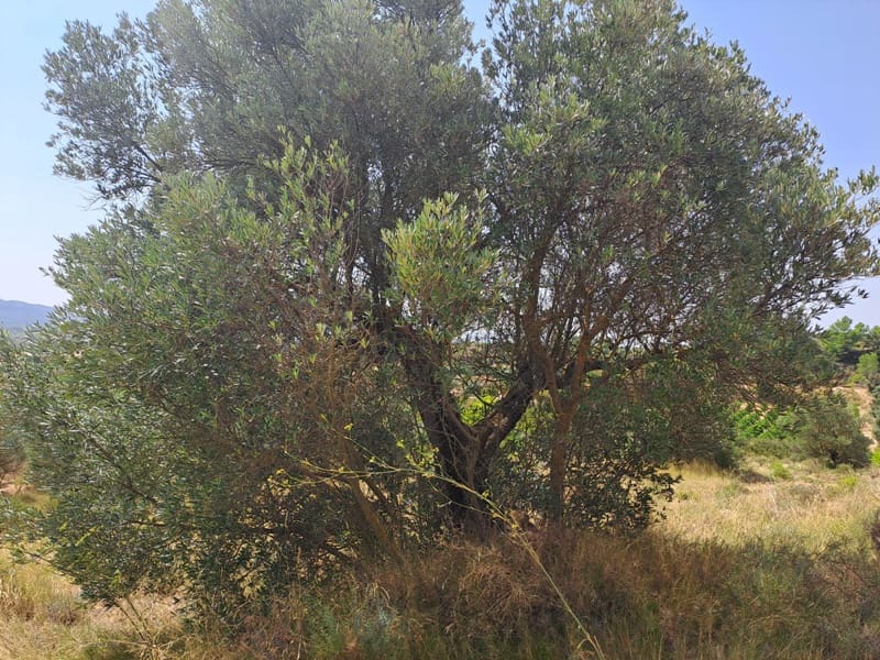 Finca/Country House for sale in Gandesa - € 9,000 (Ref: 9417809)