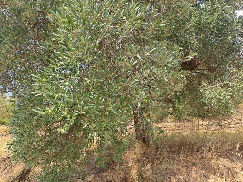 Finca/Country House for sale in Gandesa - € 9,000 (Ref: 9417809)