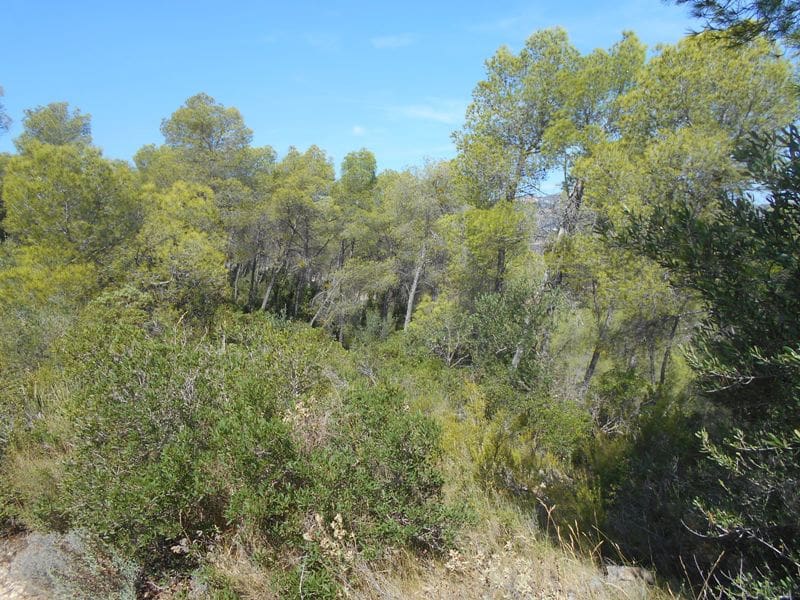 Finca/Landhuis te koop in El Pinell de Brai - € 19.500 (Ref: 9953438)