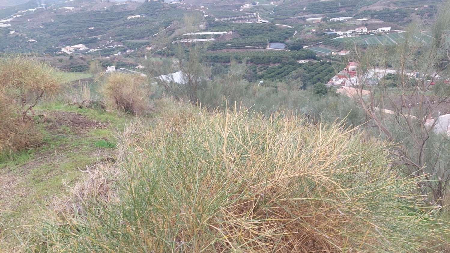 Undeveloped Land for sale in Benamocarra - € 650,000 (Ref: 9543061)