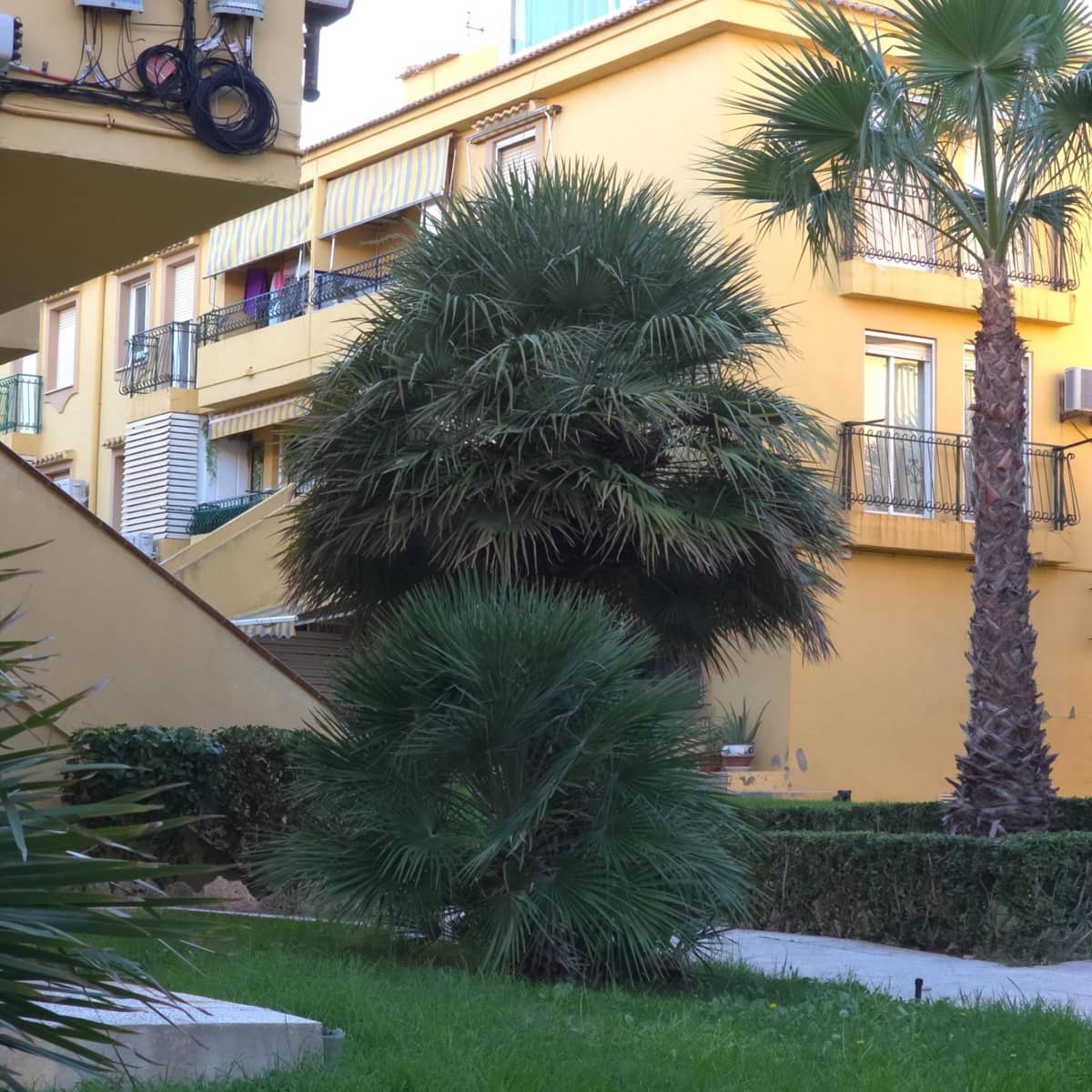 2 soverom Penthouse til salgs i Torrevieja - € 146 800 (Ref: 9374565)