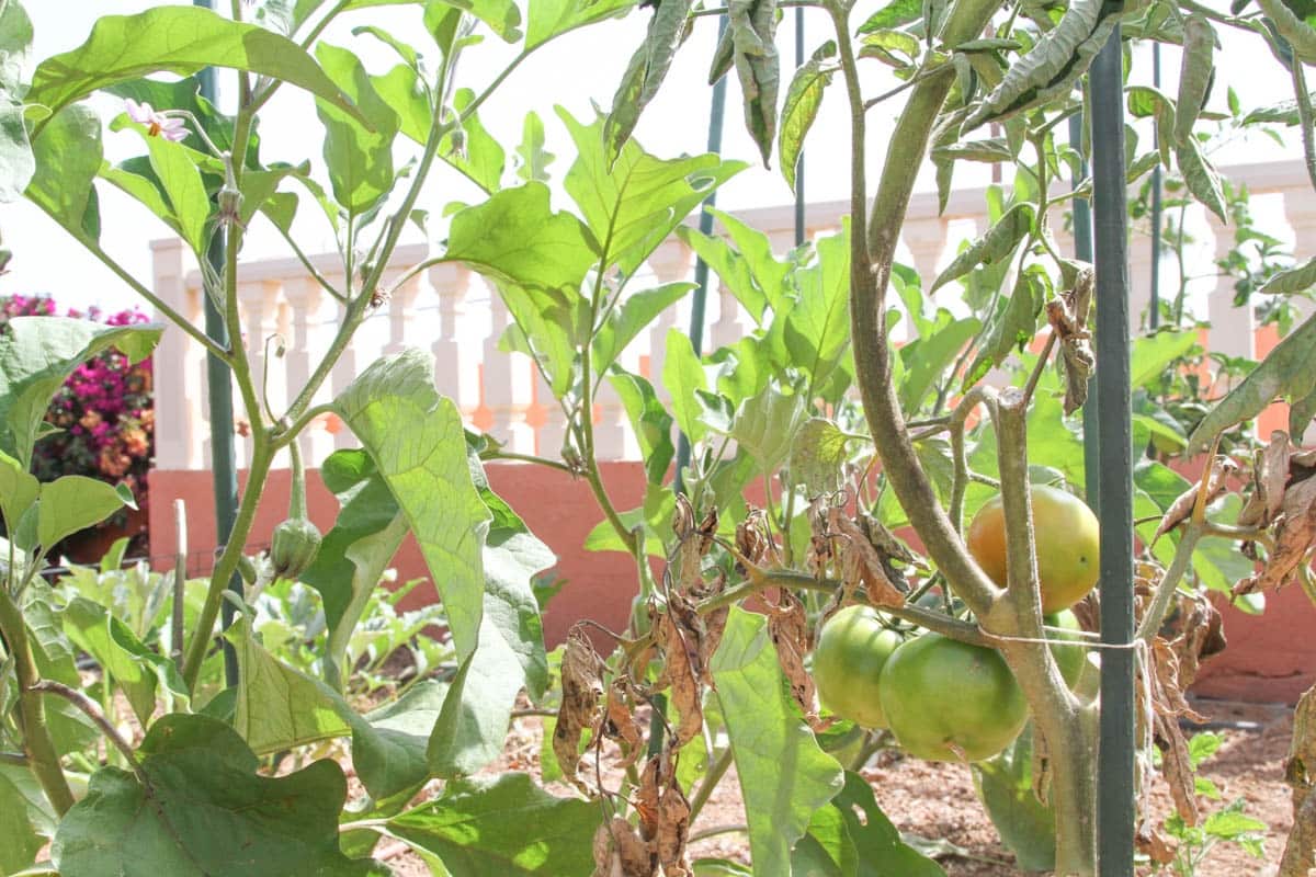 4 soveværelse Finca/Landehus til salg i El Salobre med swimmingpool garage - € 799.000 (Ref: 9123652)