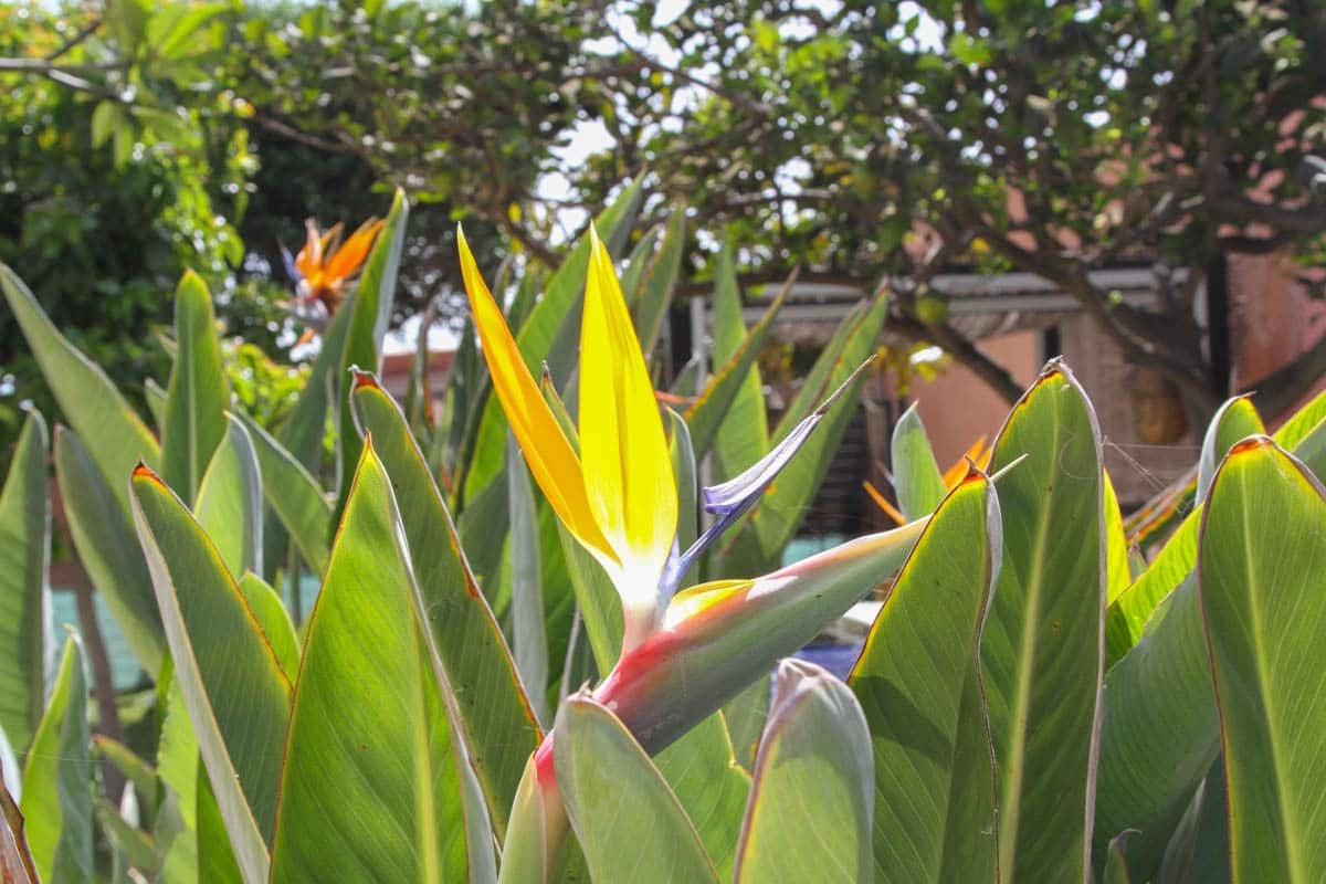 4 soveværelse Finca/Landehus til salg i El Salobre med swimmingpool garage - € 799.000 (Ref: 9123652)