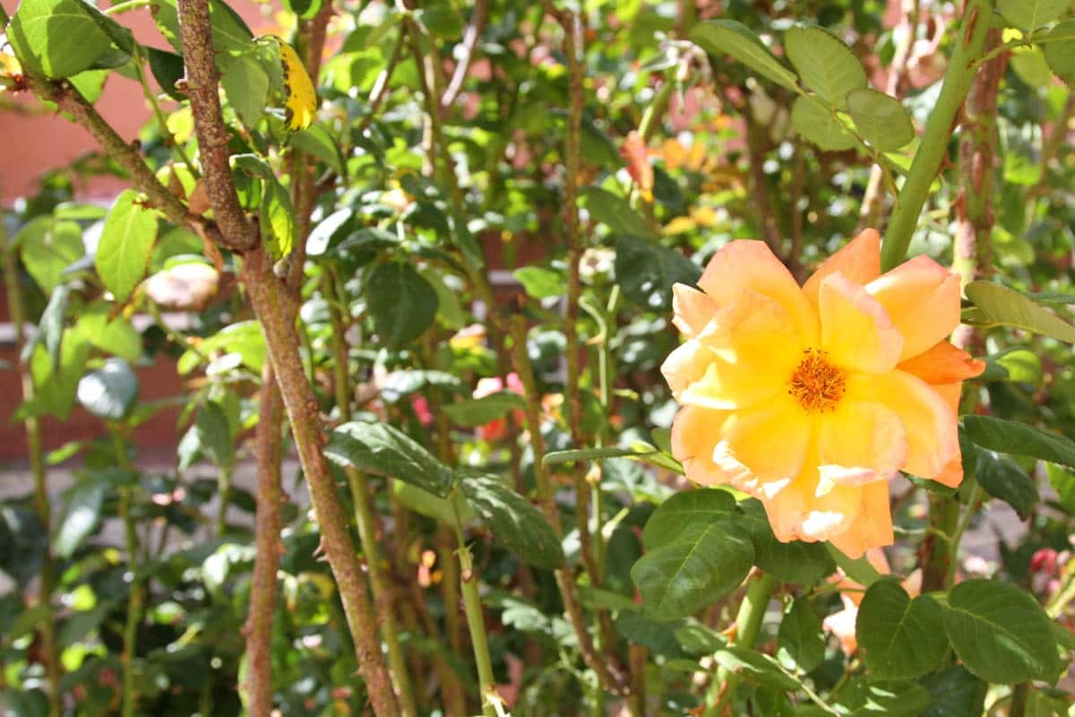 4 soveværelse Finca/Landehus til salg i El Salobre med swimmingpool garage - € 799.000 (Ref: 9123652)