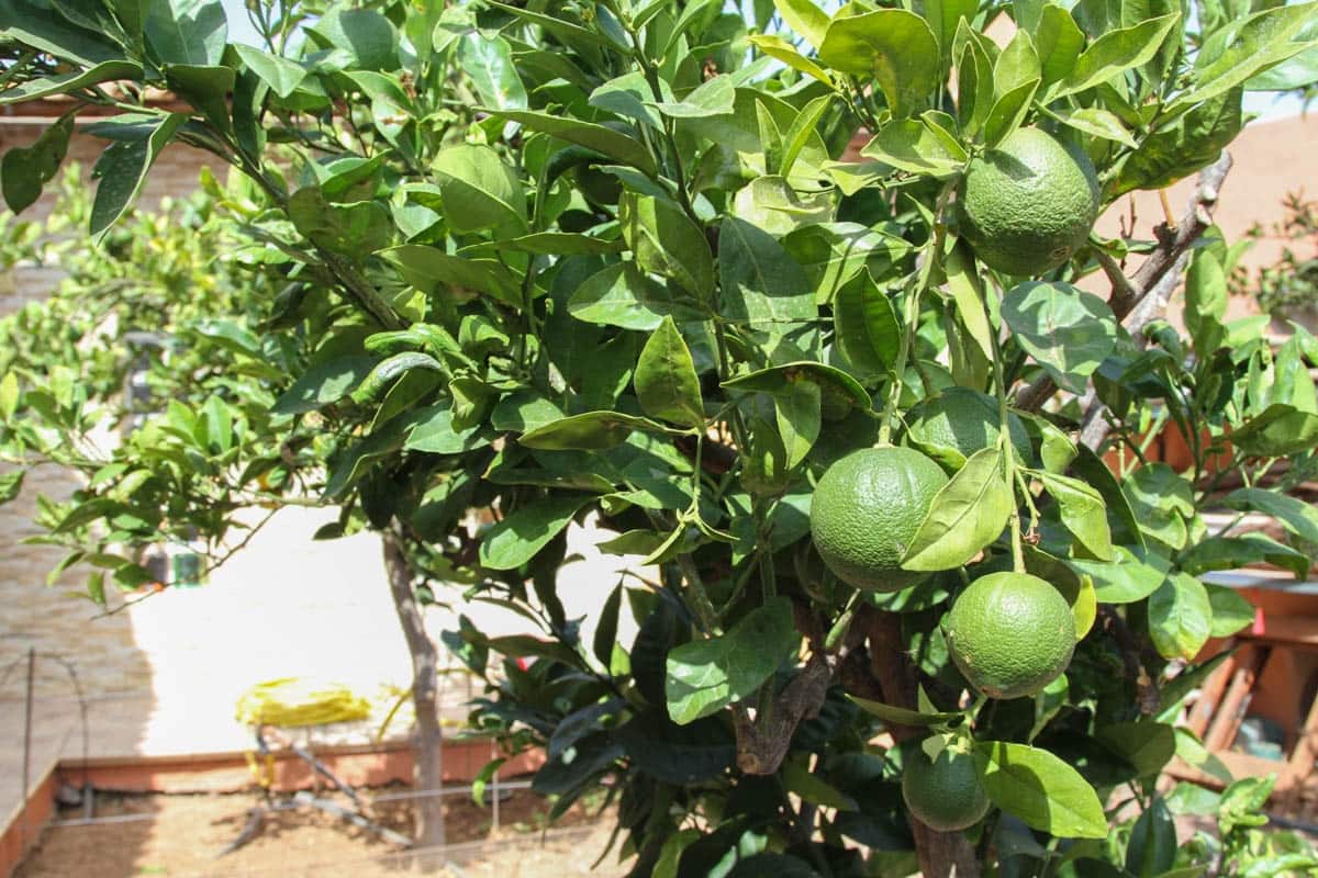 4 soveværelse Finca/Landehus til salg i El Salobre med swimmingpool garage - € 799.000 (Ref: 9123652)