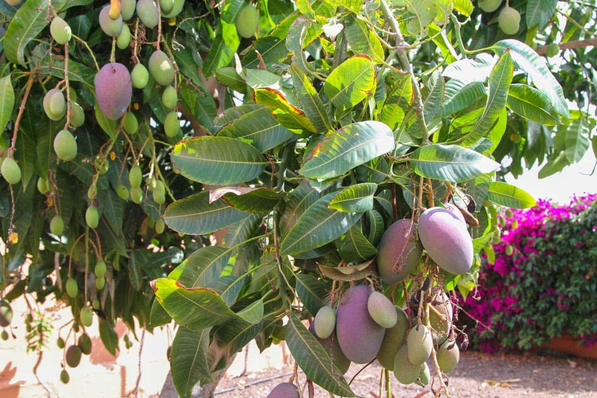 4 soveværelse Finca/Landehus til salg i El Salobre med swimmingpool garage - € 799.000 (Ref: 9123652)