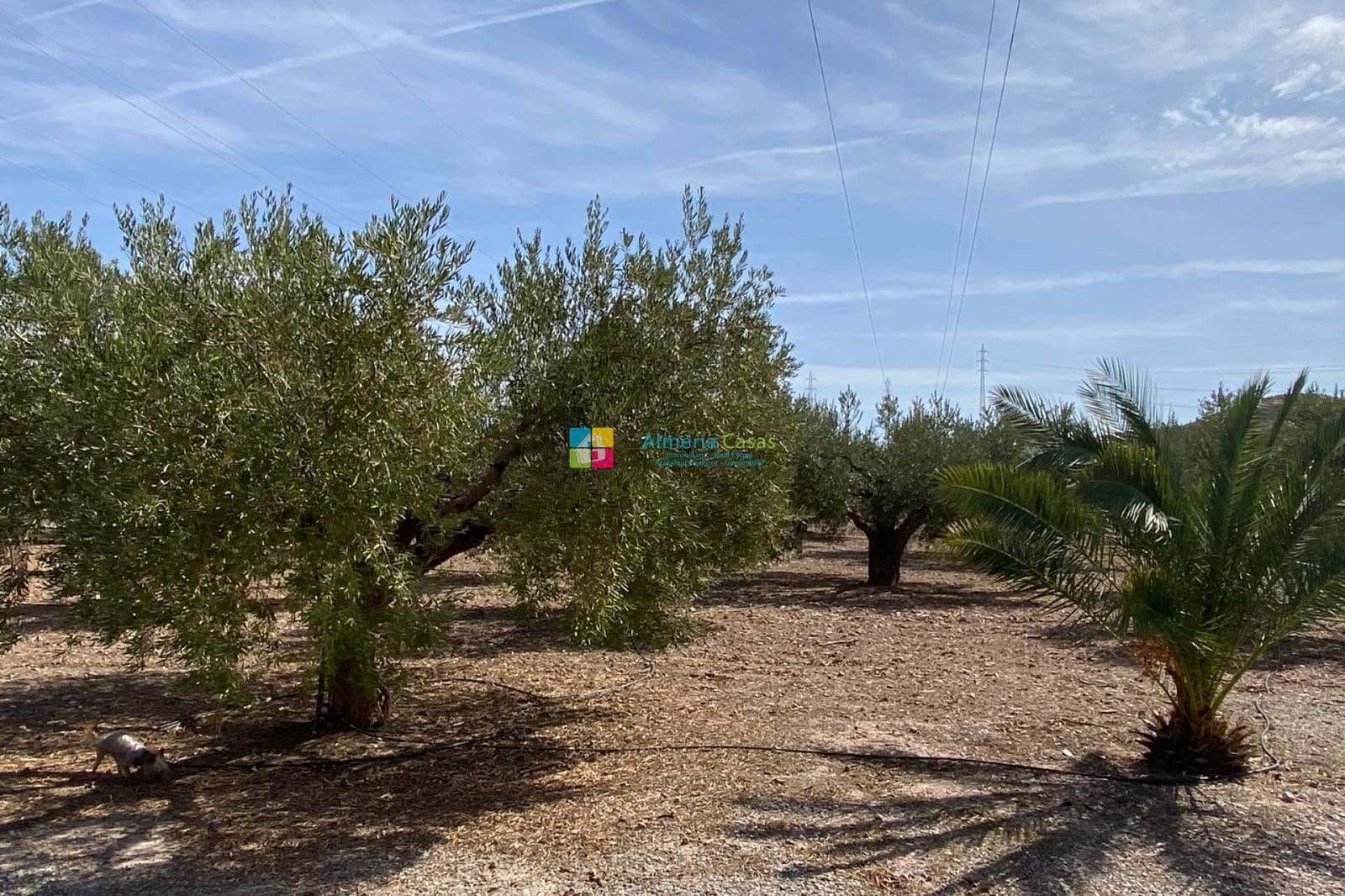 3 bedroom Finca/Country House for sale in Albox - € 280,000 (Ref: 10125126)