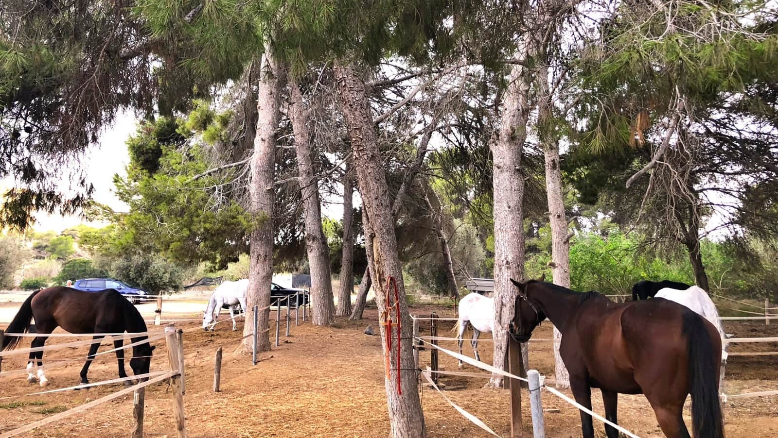 1 soveværelse Lejlighed til salg i Dehesa de Campoamor med swimmingpool garage - € 210.000 (Ref: 9656954)