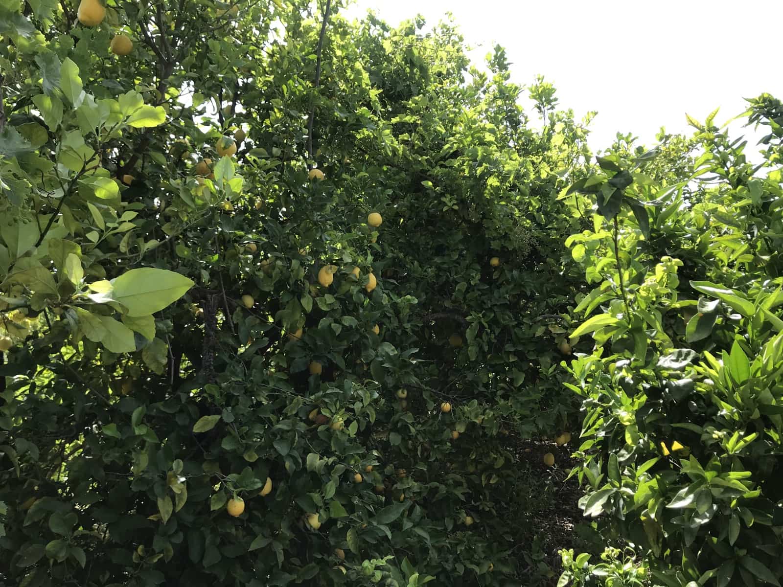 Grunde uden byggetilladelser til salg i Murchas - € 60.000 (Ref: 6898391)