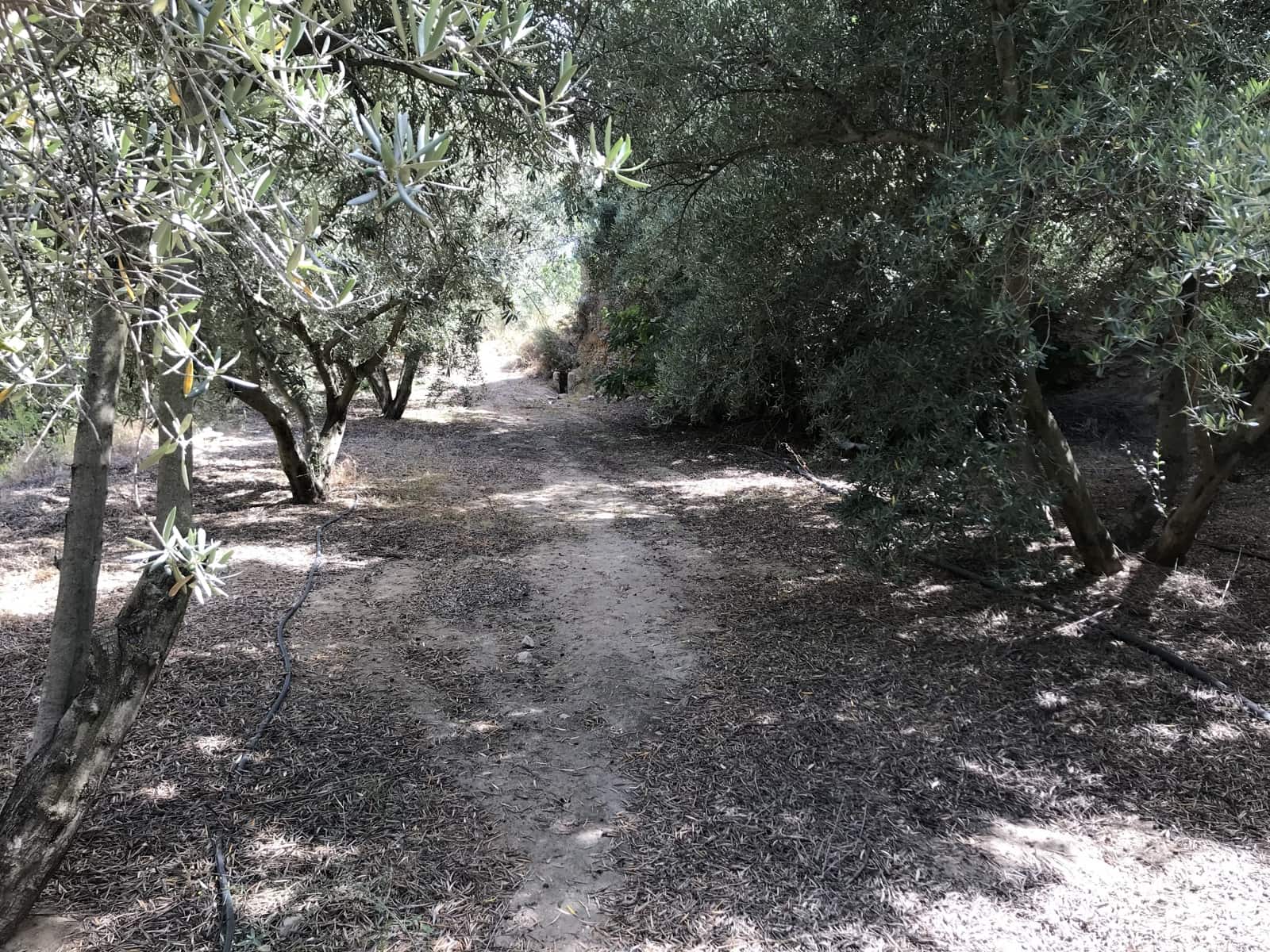 Grunde uden byggetilladelser til salg i Murchas - € 60.000 (Ref: 6898391)