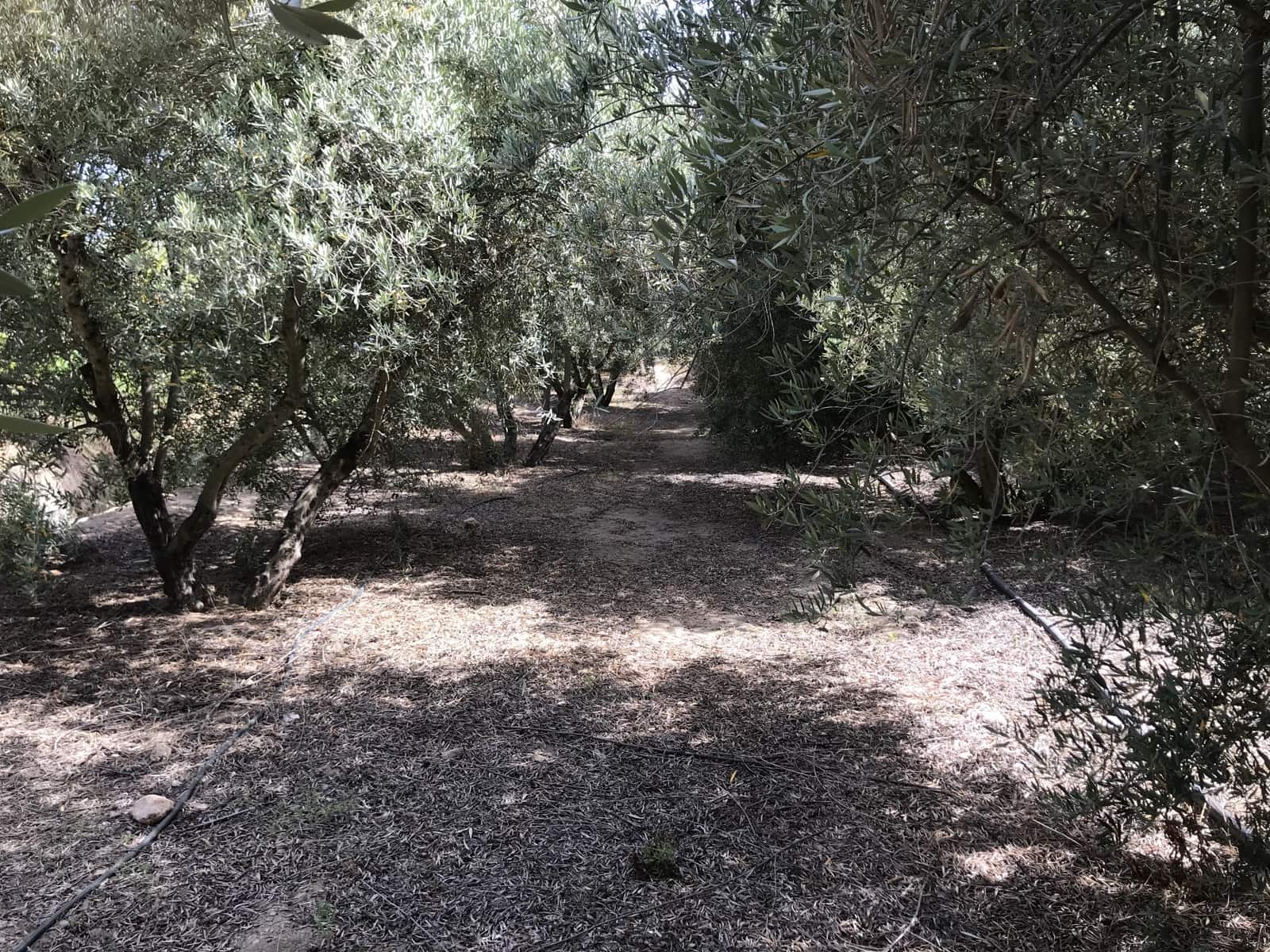 Grunde uden byggetilladelser til salg i Murchas - € 60.000 (Ref: 6898391)