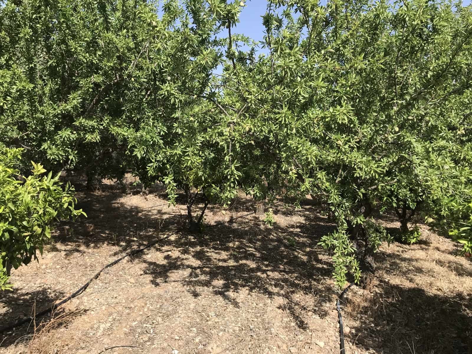 Grunde uden byggetilladelser til salg i Murchas - € 60.000 (Ref: 6898391)