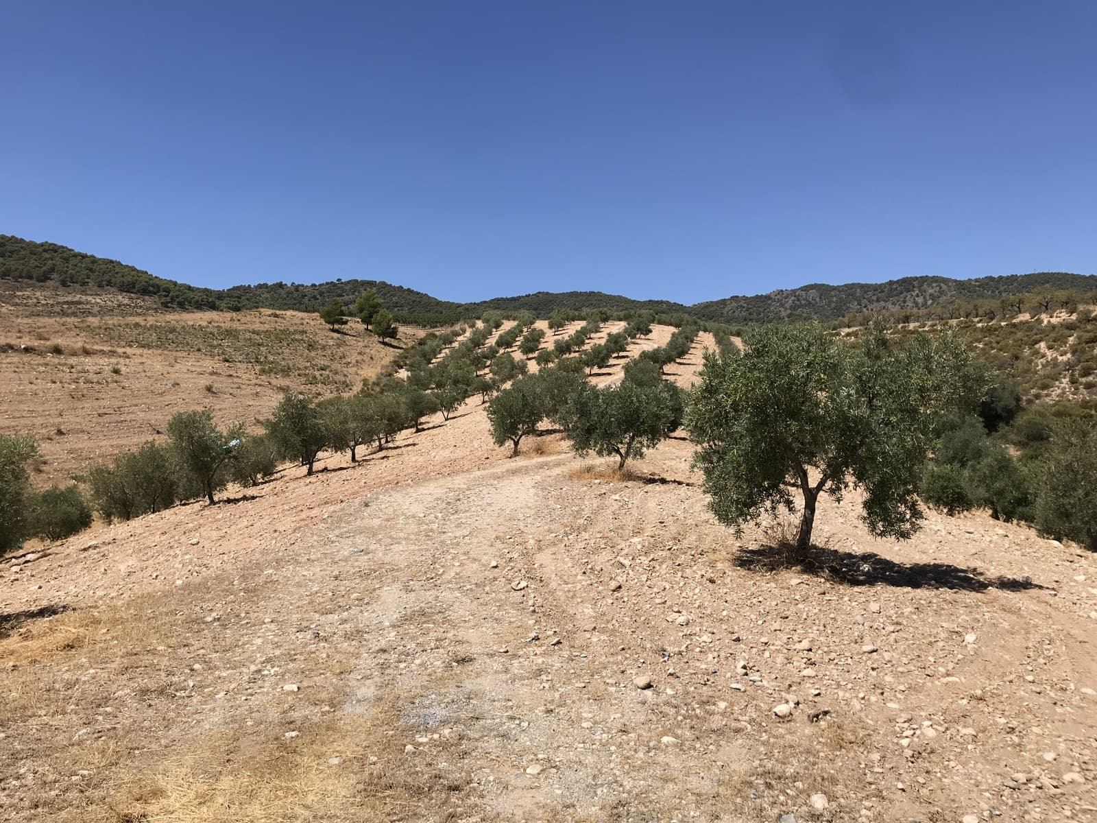 Ubebygd land til salgs i Albunuelas - € 150 000 (Ref: 6898393)