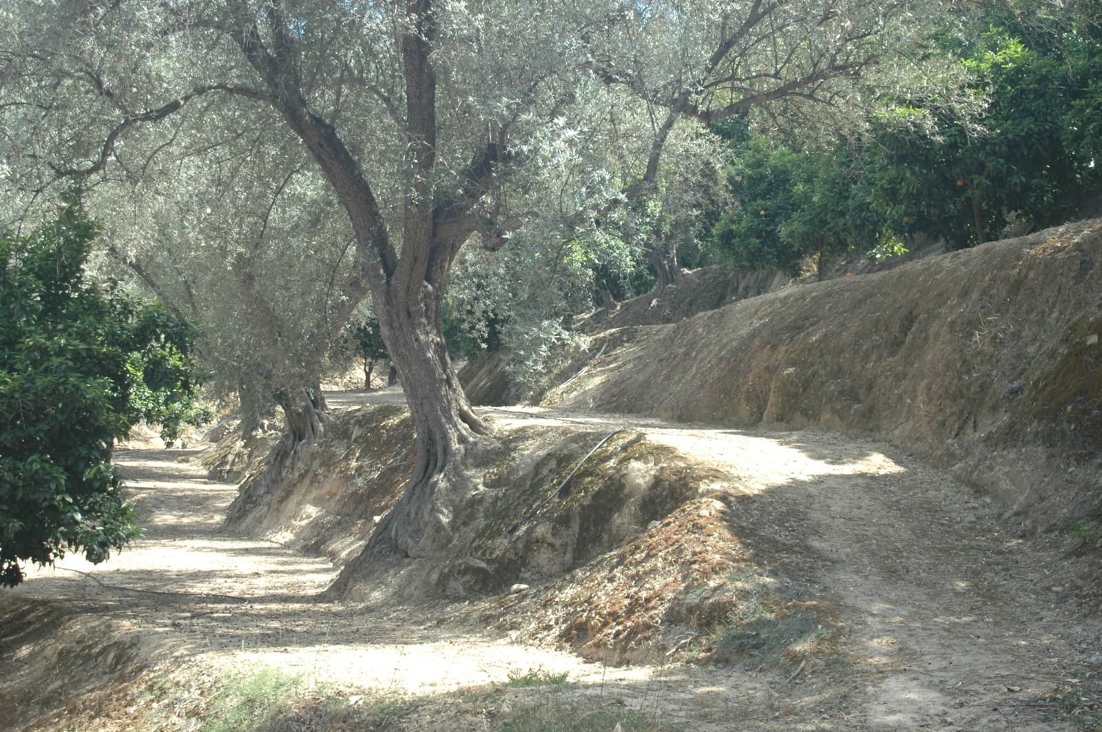 Mark till salu i Saleres - 50 000 € (Ref: 6898406)