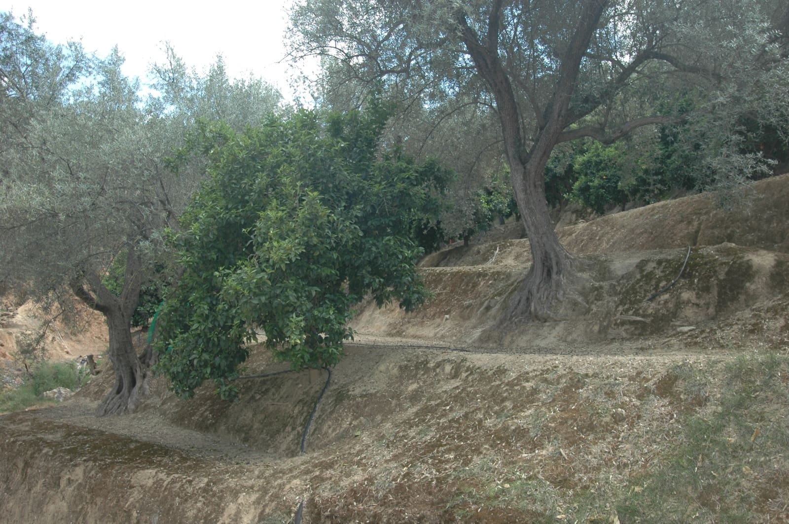 Mark till salu i Saleres - 50 000 € (Ref: 6898406)