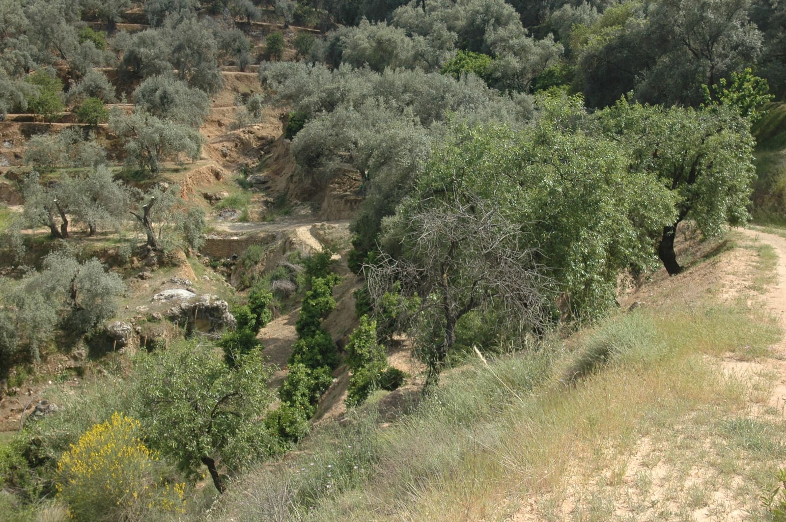 Mark till salu i Saleres - 50 000 € (Ref: 6898406)