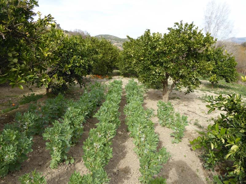 Grunde uden byggetilladelser til salg i Lecrin - € 39.000 (Ref: 8096564)