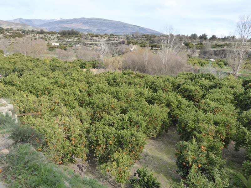 Grunde uden byggetilladelser til salg i Lecrin - € 39.000 (Ref: 8096564)