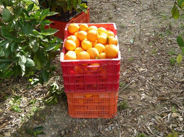 Grond te koop in Lecrín - € 39.000 (Ref: 8096564)