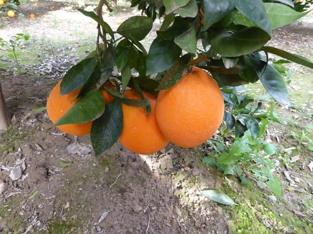 Grond te koop in Lecrín - € 39.000 (Ref: 8096564)