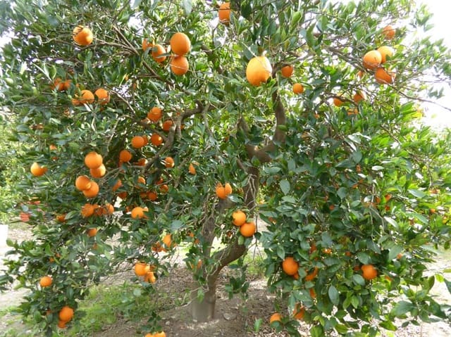 Grond te koop in Lecrín - € 39.000 (Ref: 8096564)