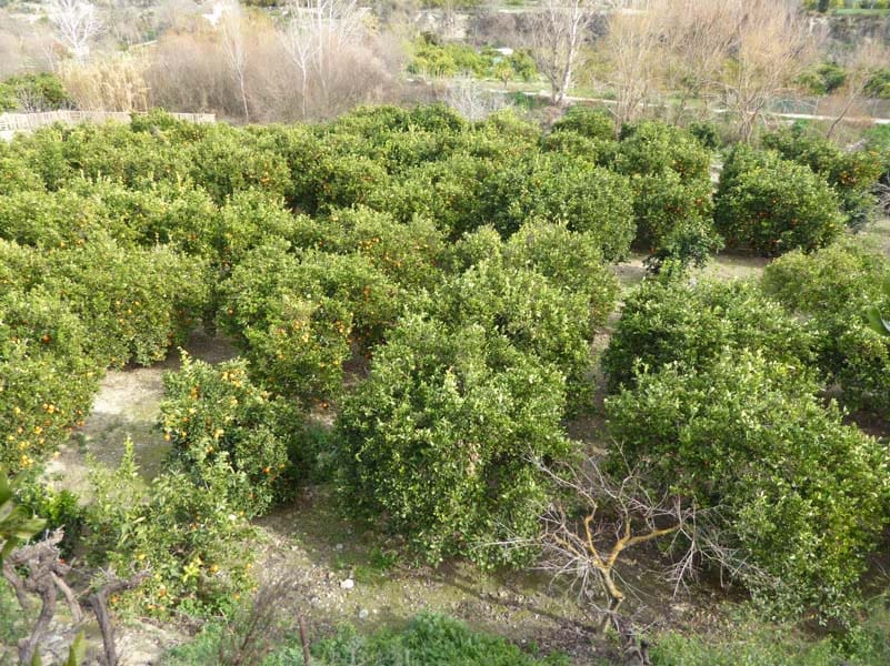 Grunde uden byggetilladelser til salg i Lecrin - € 39.000 (Ref: 8096564)