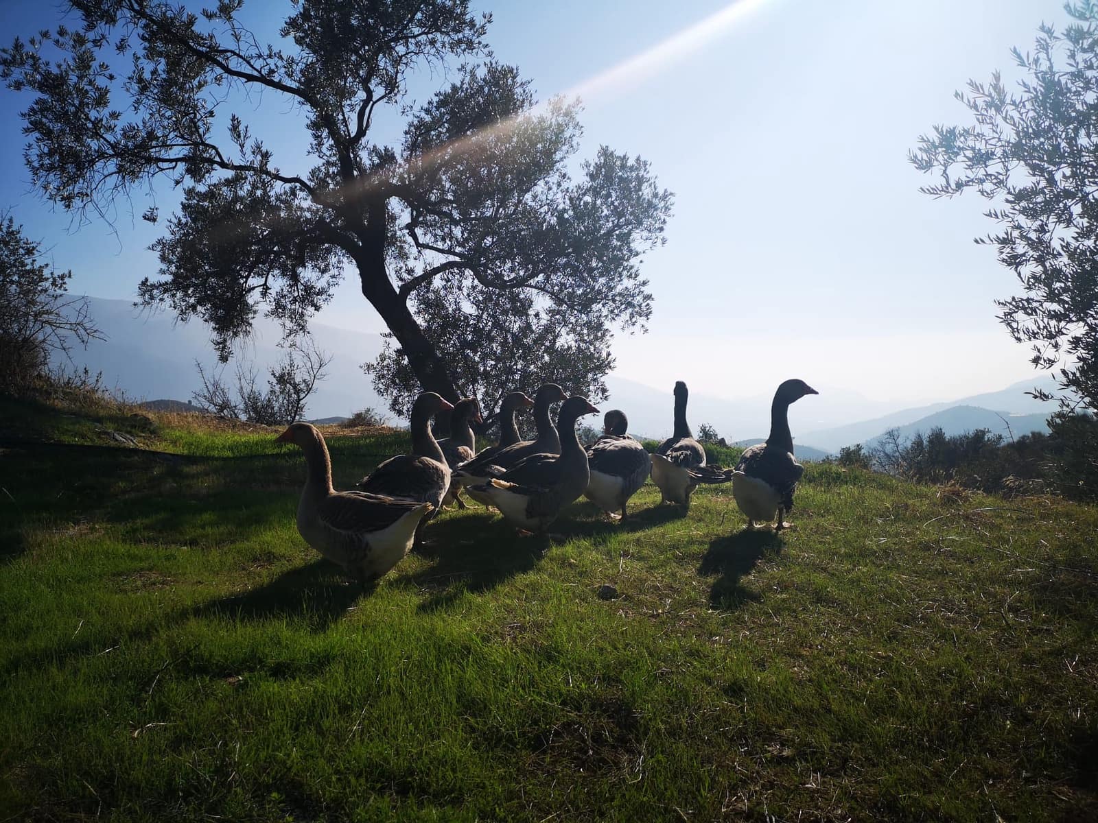 4 soveværelse Virksomhed til salg i Lanjaron med swimmingpool garage - € 580.000 (Ref: 8152714)