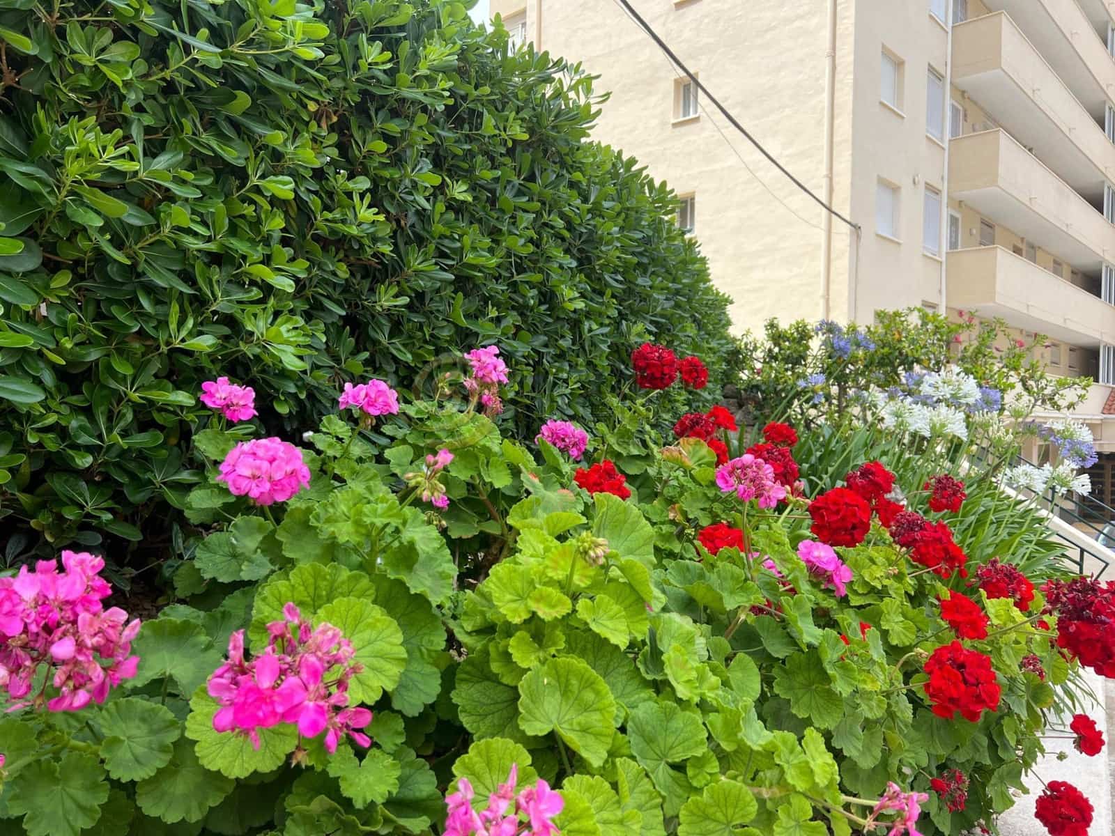 Studio til salg i Benidorm med swimmingpool - € 138.000 (Ref: 9048895)