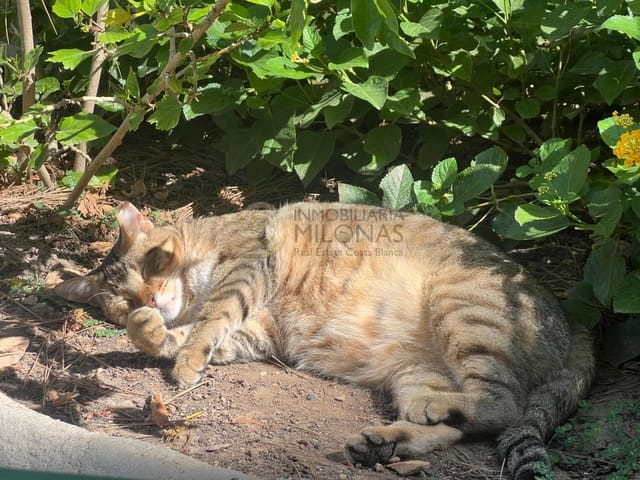 1 sypialnia Apartament na sprzedaż w Rincón Alto, Benidorm z basenem - 169 700 € (Ref: 9272693)