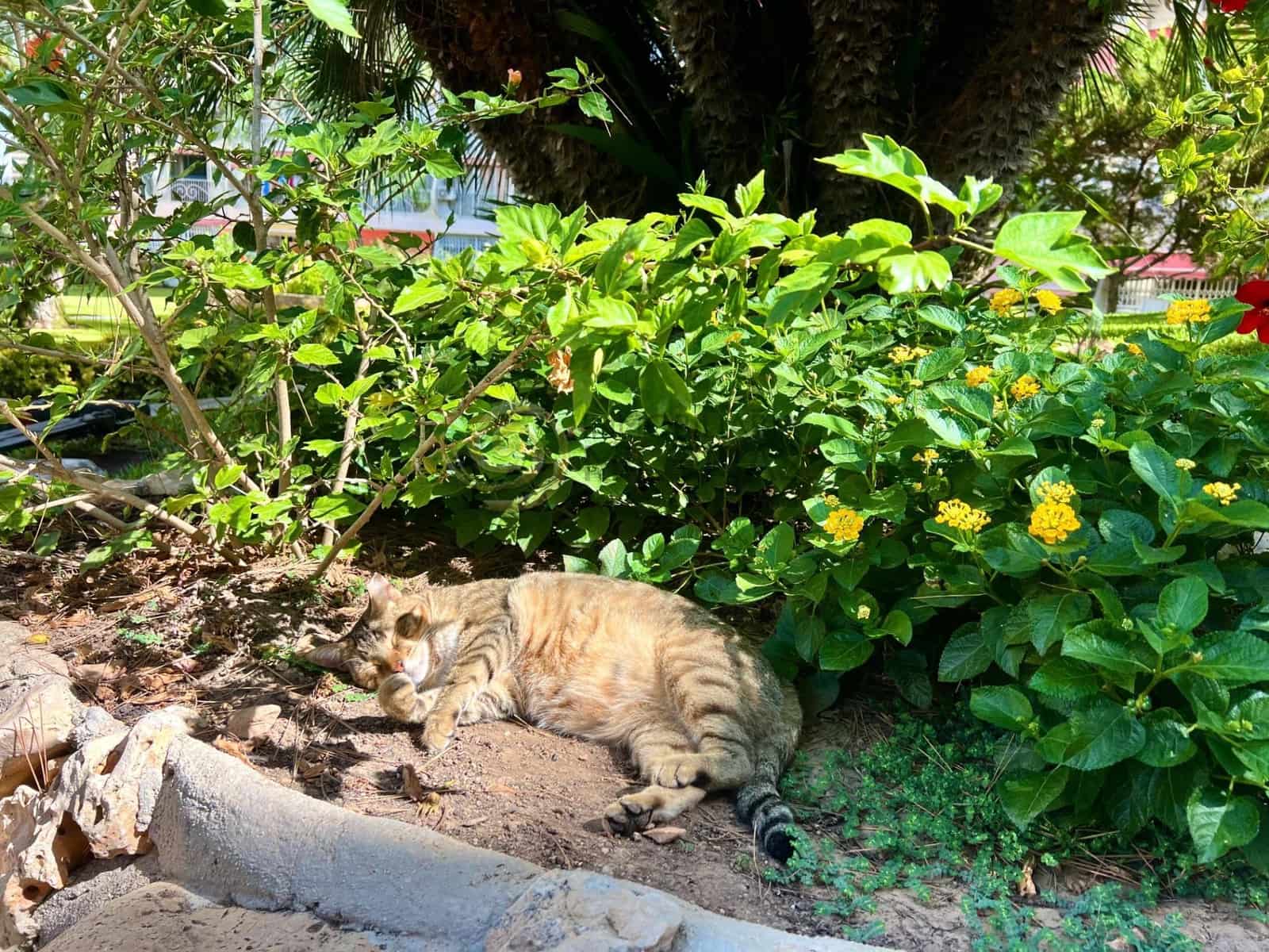 1 sypialnia Apartament na sprzedaż w Benidorm z basenem - 169 700 € (Ref: 9272693)