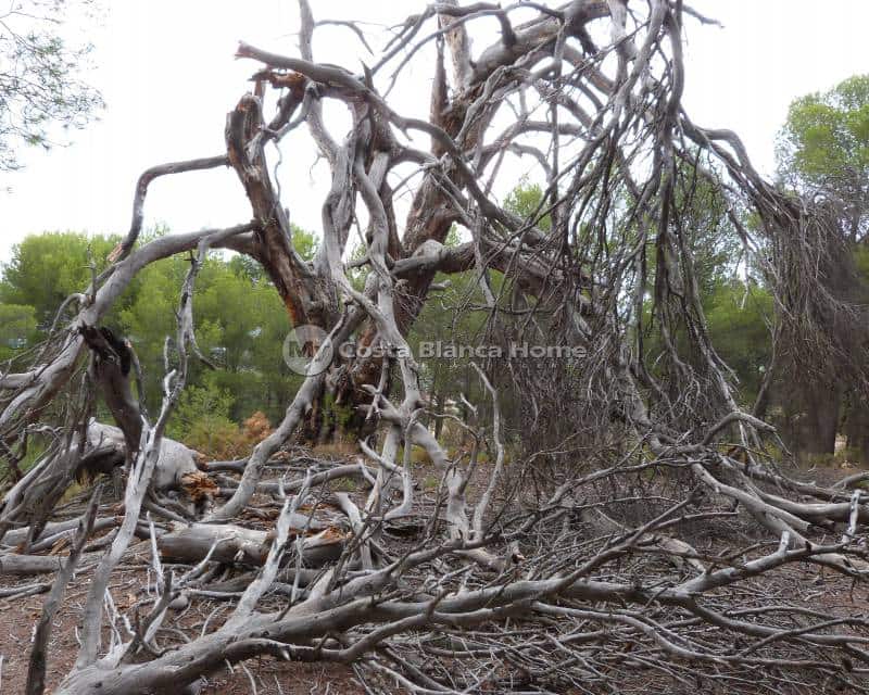 15 soveværelse Finca/Landehus til salg i Ibi med swimmingpool - € 850.000 (Ref: 8824121)