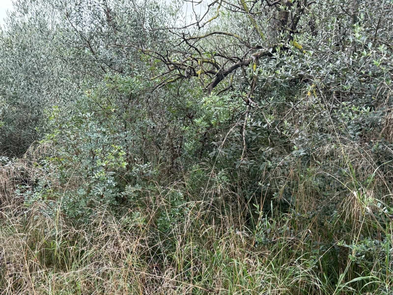 Terreno/Finca Rústica en Vilamarxant / Villamarchante en venta - 10.000 € (Ref: 9470544)