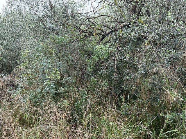 Terreno/Finca Rústica en Vilamarxant / Villamarchante en venta - 10.000 € (Ref: 9470544)