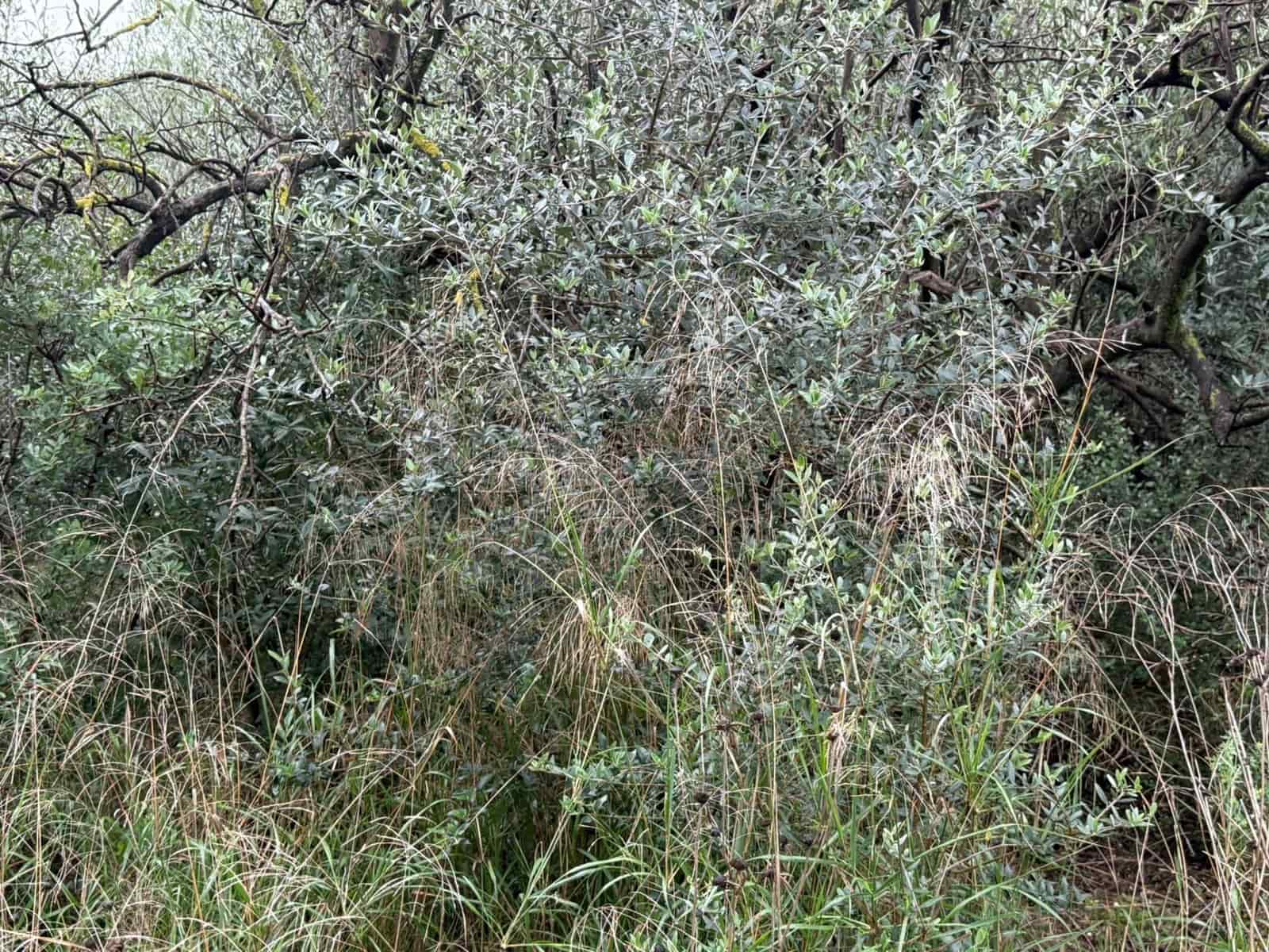 Terreno/Finca Rústica en Vilamarxant / Villamarchante en venta - 10.000 € (Ref: 9470544)