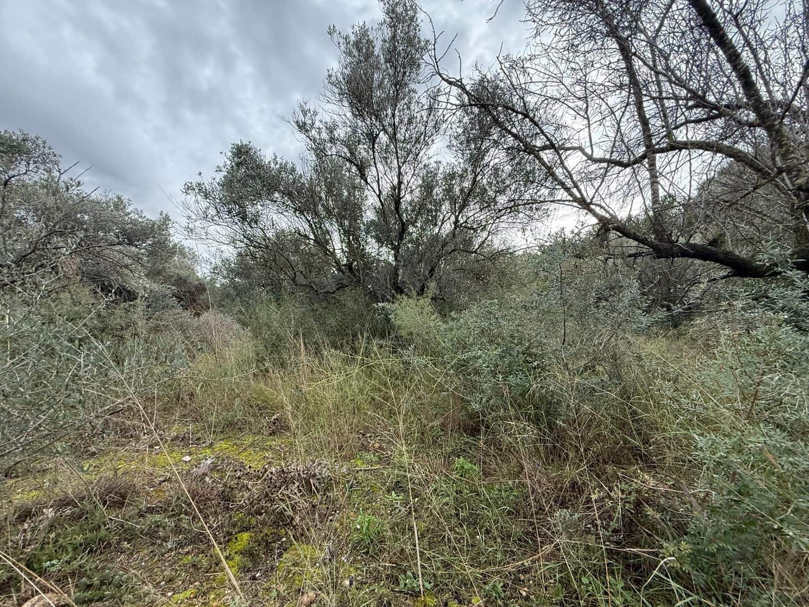 Terreno/Finca Rústica en Vilamarxant / Villamarchante en venta - 5.000 € (Ref: 9470545)