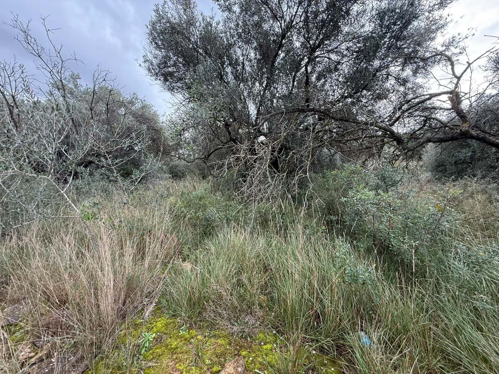 Terreno/Finca Rústica en Vilamarxant / Villamarchante en venta - 5.000 € (Ref: 9470545)